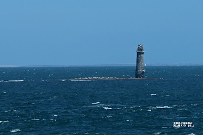 貝殻島灯台には海獣が沢山休んでいました