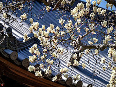 Hakumokuren (Yulan magnolia) flowers: Engaku-ji