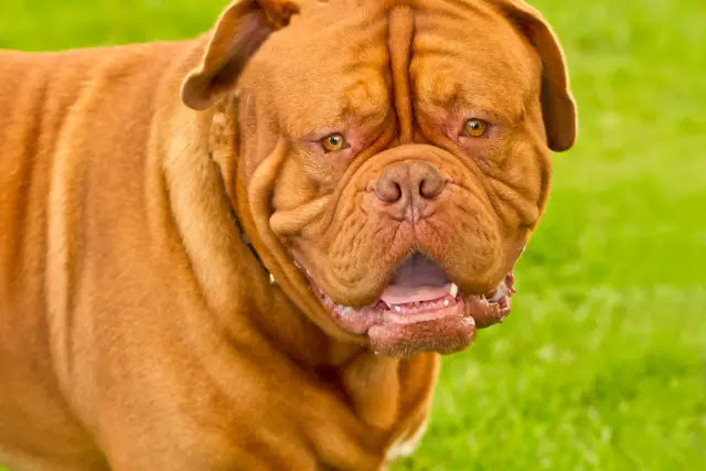 dogue-de-bordeaux