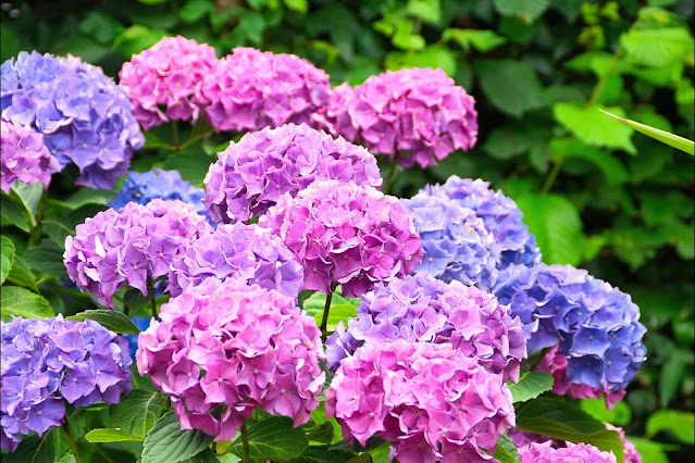 When Do Hydrangeas Bloom
