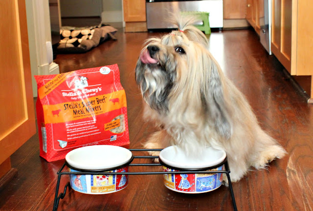 Rocco Havanese loves Stella & Chewy's Meal Mixers Raw Pet Food