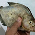ITAMBÉ-BA: INFESTAÇÃO DE PIRANHAS AMEAÇA ECOSSISTEMA NO RIO PARDO
