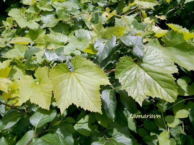 Виноград амурский (Vitis amurensis)