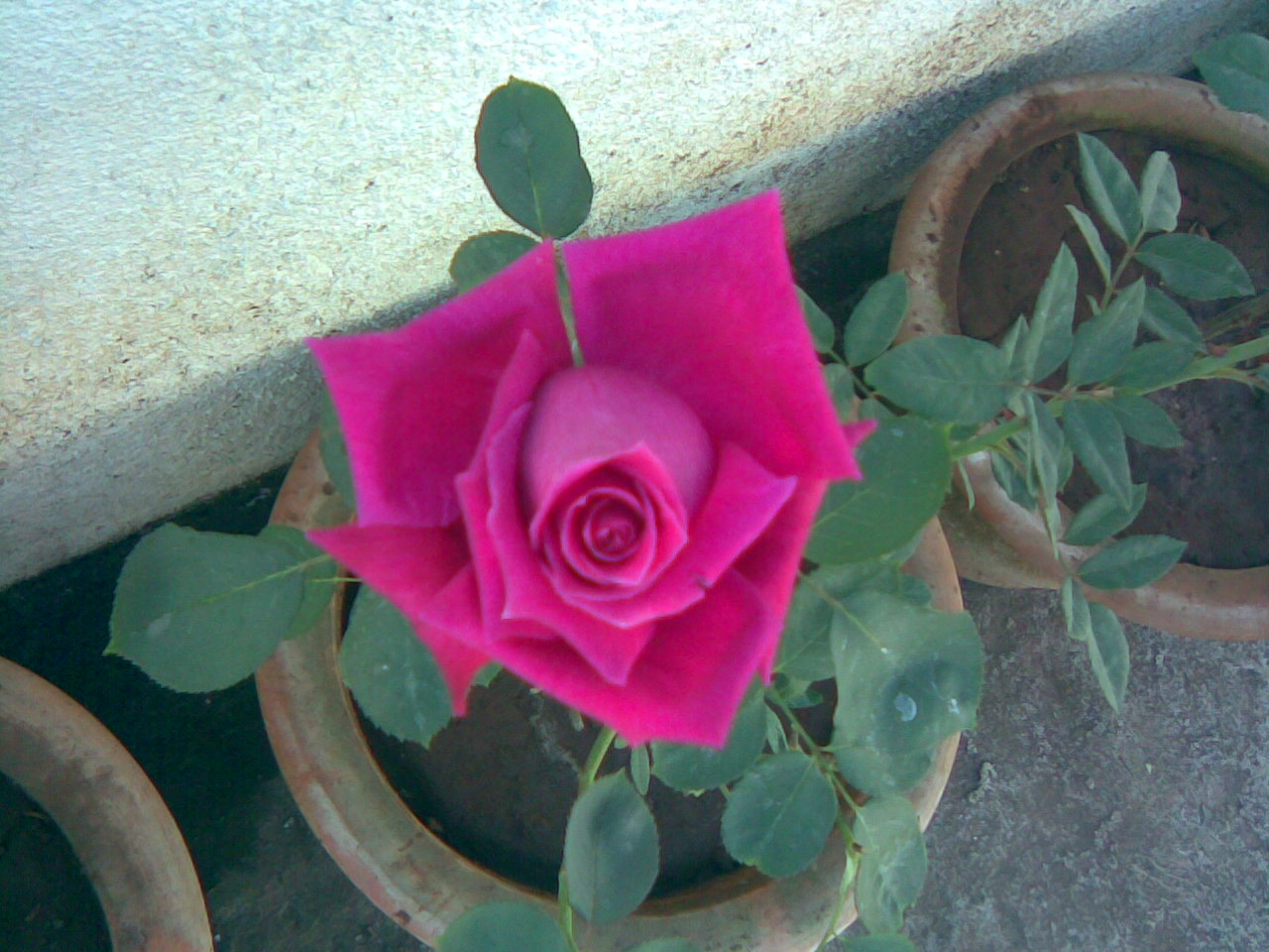 ... picture+of+rose+free+rose+wallpapers+and+images+free+flower+images.jpg