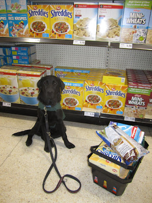 5 month old black lab Romero is sitting in the cereal aisle at the grocery store in front of the shelves packed with Rice Crispies, Shreddies, and Mini Wheats. Romero is wearing his green Future Dog Guide jacket, a blue collar, and black leash. He looks very focused, staring straight towards the camera, but his right back leg is sprawled out to the side in a cute puppy sit position. Beside Romero is a black plastic grocery basket piled high with groceries, including a box of shreddies, a carton of milk, and a bag of nacho chips. This was the first time Romero accompanied me for a full grocery shopping trip and he did fabulously!