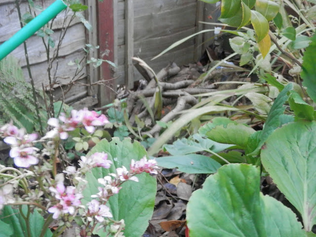 Front garden log pile for nature. My Garden, November 2015. secondhandsusie.blogspot.co.uk #ukgardener #ukgardenblogger