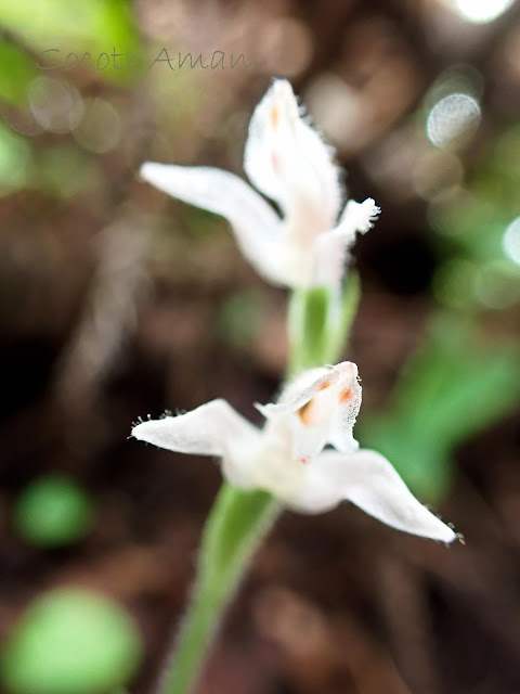 Goodyera schlechtendaliana