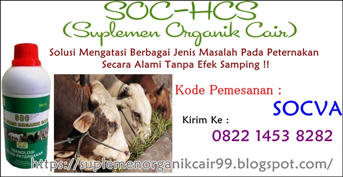 Cara Membuat Pakan Sapi Organik