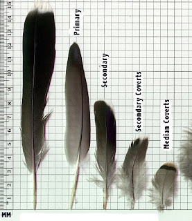 dove feathers laid out on a chart