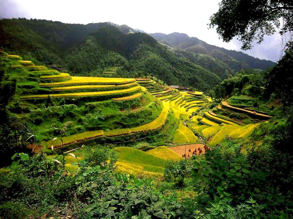 Rice terraces in Southeast Asia and China. - Facts Pod