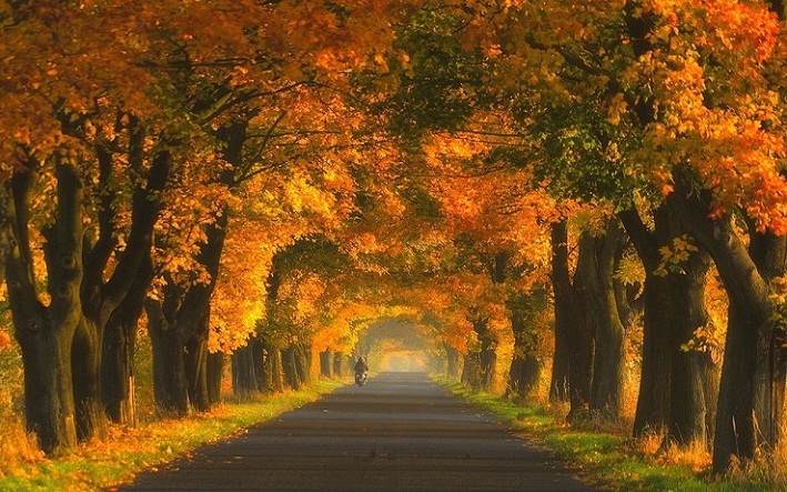 Autumn Tree Tunnel, Lorong Indah di Amerika