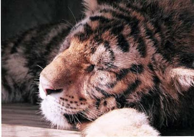 Sleeping animals photo