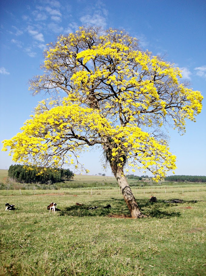 PET/Conexão de Saberes e o Cenário Rural