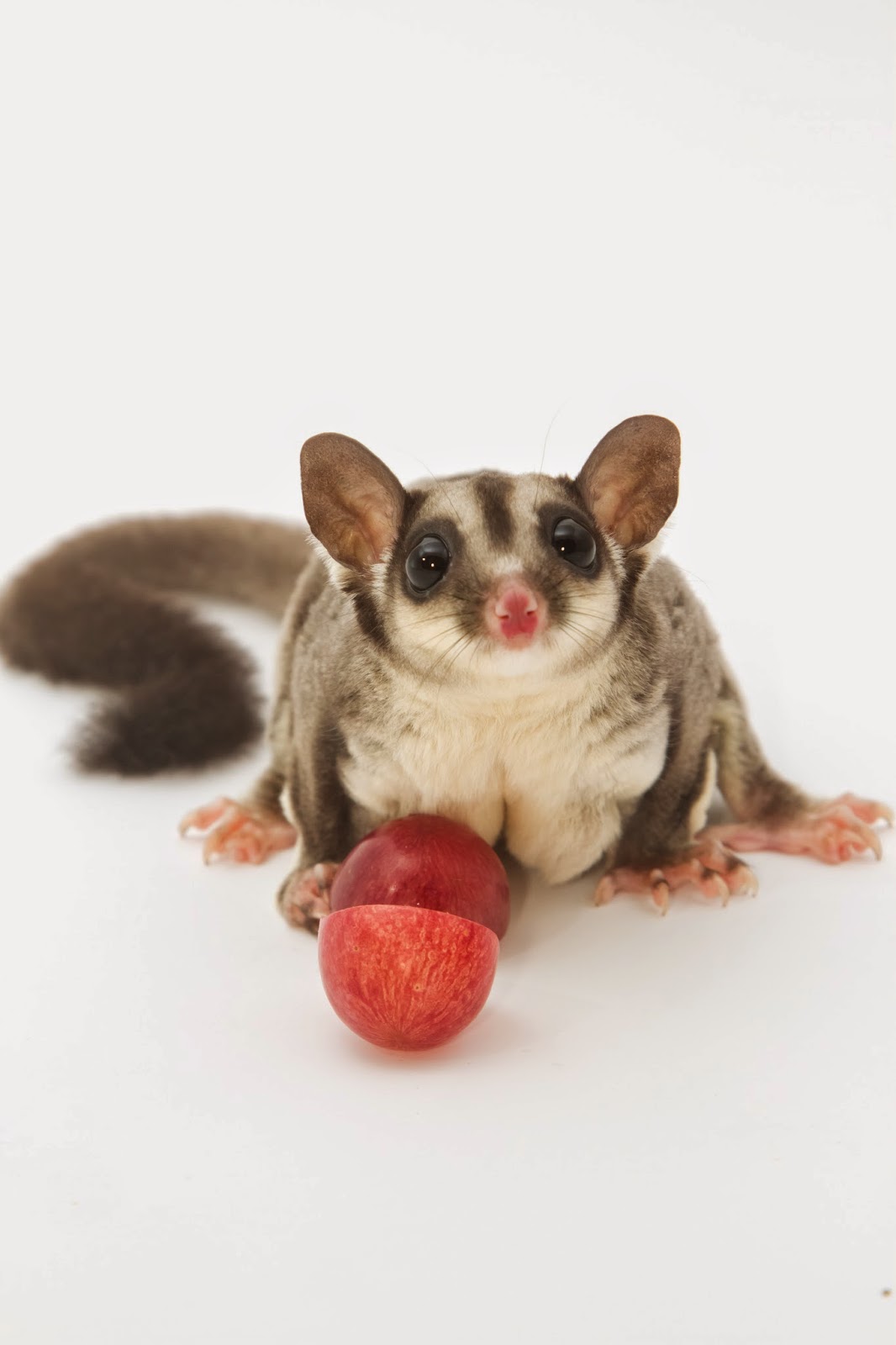 About Sugar Gliders