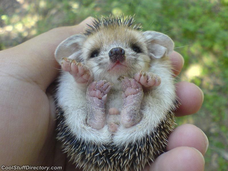 pics of the cutest baby animals in the world