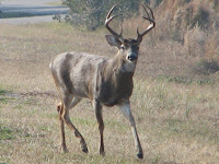 white tailed deer buck