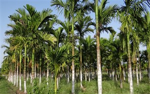 Persebaran Flora dan Fauna di Indonesia