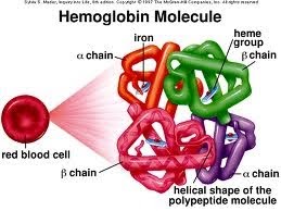 Pengertian Dan Fungsi Lengkap Hemoglobin