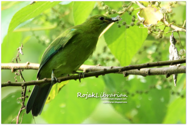 Blue-winged Leaf Bird (Male)