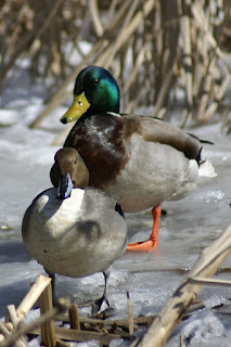 Comparaison Canard Pilet vs Canard Colvert