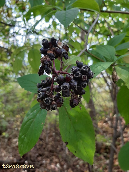 Свободноягодник сидячецветковый (Acanthopanax sessiliflorus, =Eleutherococcus sessiliflorus)