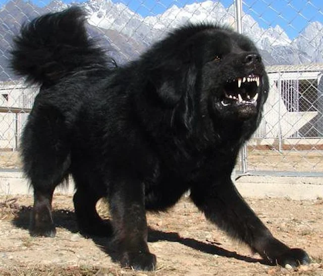 Đánh giá chó tây tạng mastiff