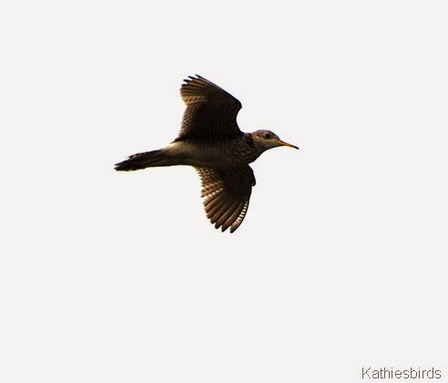 14. upland sandpiper-kab