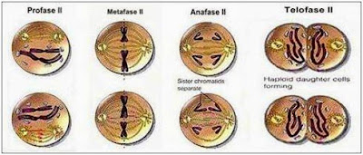 Tahapan-Tahapan  Meiosis II