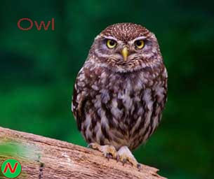 owl bird, পেঁচা