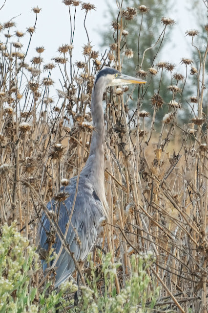 Great Blue Herons at Vic Fazio Wildlife Refuge Yolo Basin California