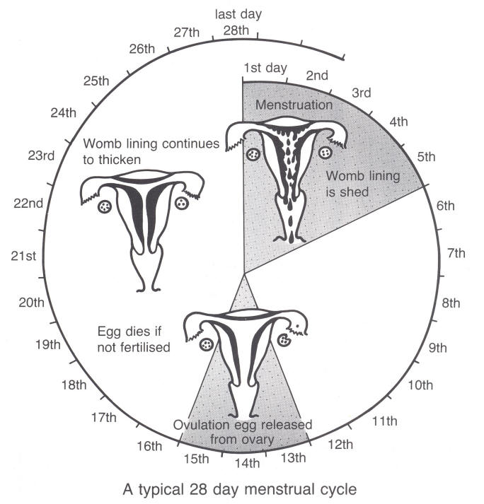 Blog Sains PT3: Revision Form 3 : Menstrual Cycle