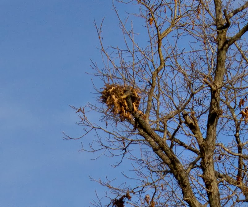 Rurification: Squirrel Nest