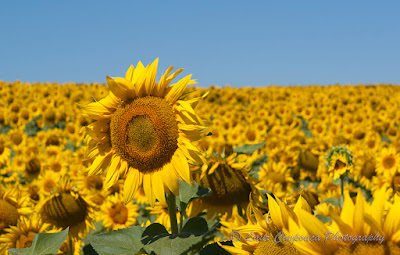 Floarea-Soarelui Sonnenblume Sunflower Tournesol Girasol