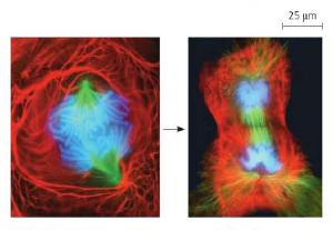 Cells are an organism's basic units