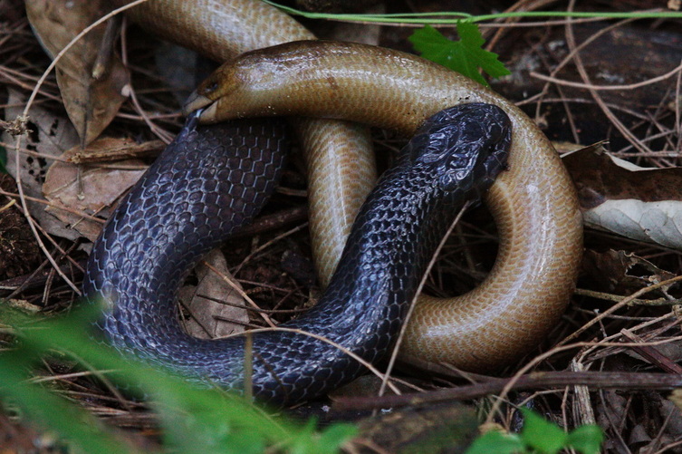 Natal Black Snake Amazing Jet-Black Colour ~ planetanimalzone