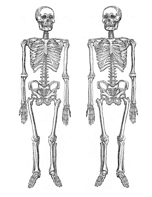 Human skeleton anatomy coloring pages