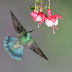 Flowers and humming birds pictures.