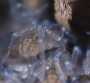 Wolf spider
hatchlings