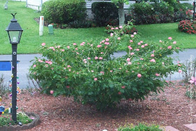 Julie Ann Brady - Pink Powder Puff - May 15, 2019