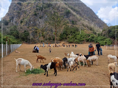 boleh bagi makan kambing