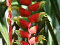 tiny sunbird feeding on my heliconia