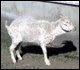 Angora Goat