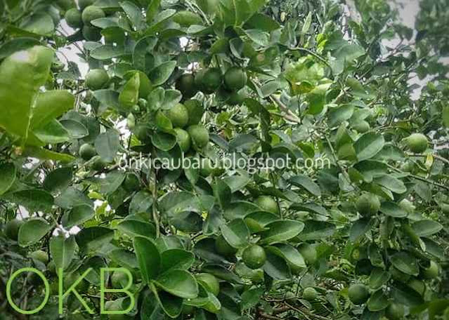 gambar pohon jeruk lemon berbuah