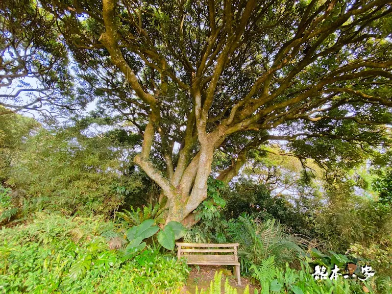 陽明山秘境景觀咖啡廳山上聊cafe森林系下午茶