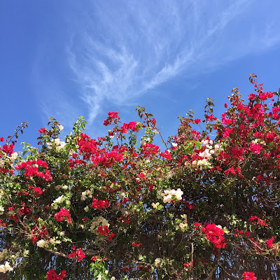 Mediterranean bougainvillea flowers