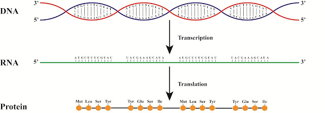 dna rna protein