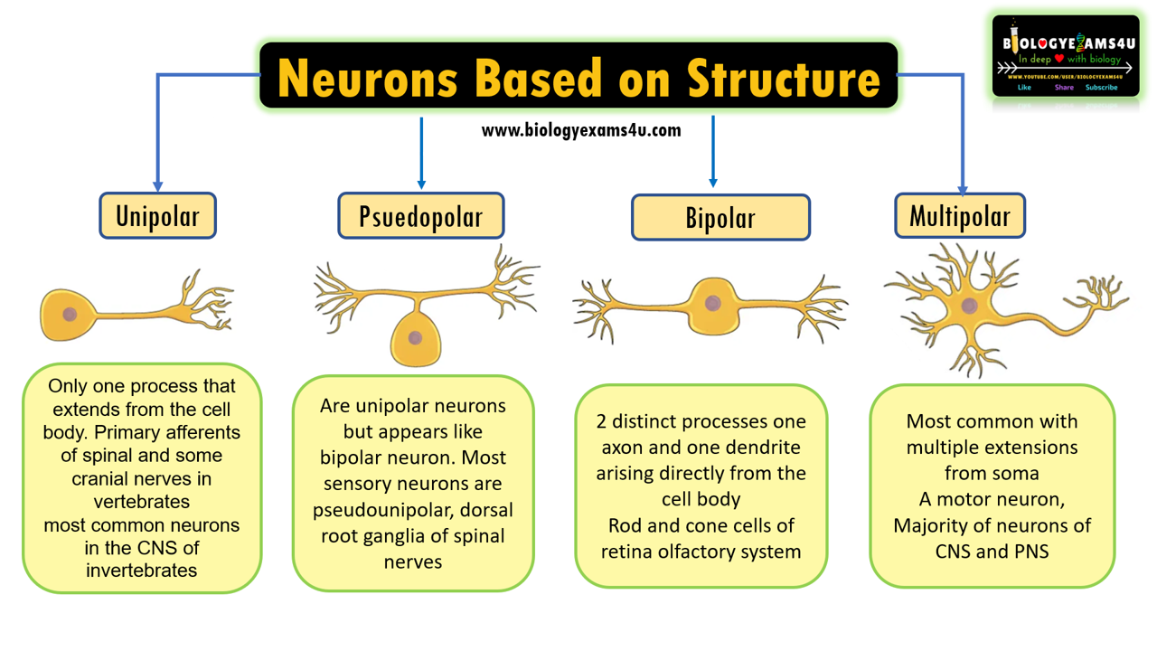 Difference between Unipolar, Pseudounipolar, Bipolar and Multipolar neurons