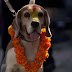 'शेरू ते स्वीटी दी वेडिंग': पड़ोसियों ने धूमधाम से कराई अपने कुत्तों की शादी, छपवाए कार्ड