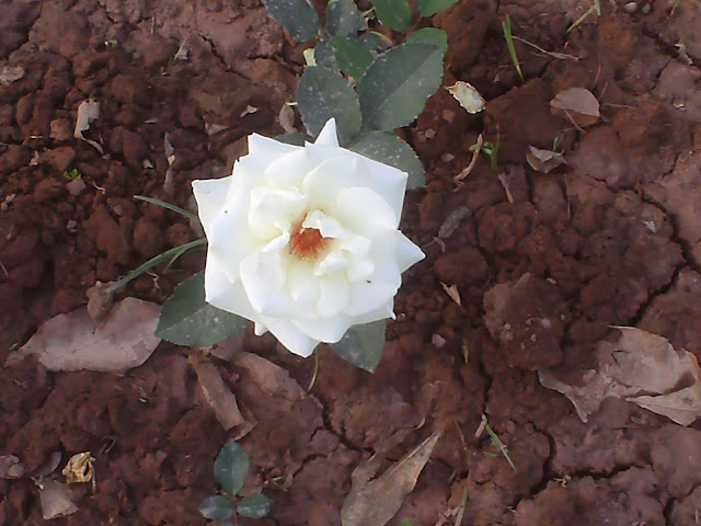 ROSE GARDEN, CHANDIGARH