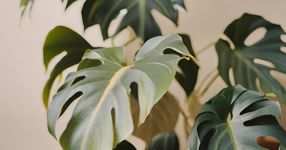 house plant identifier